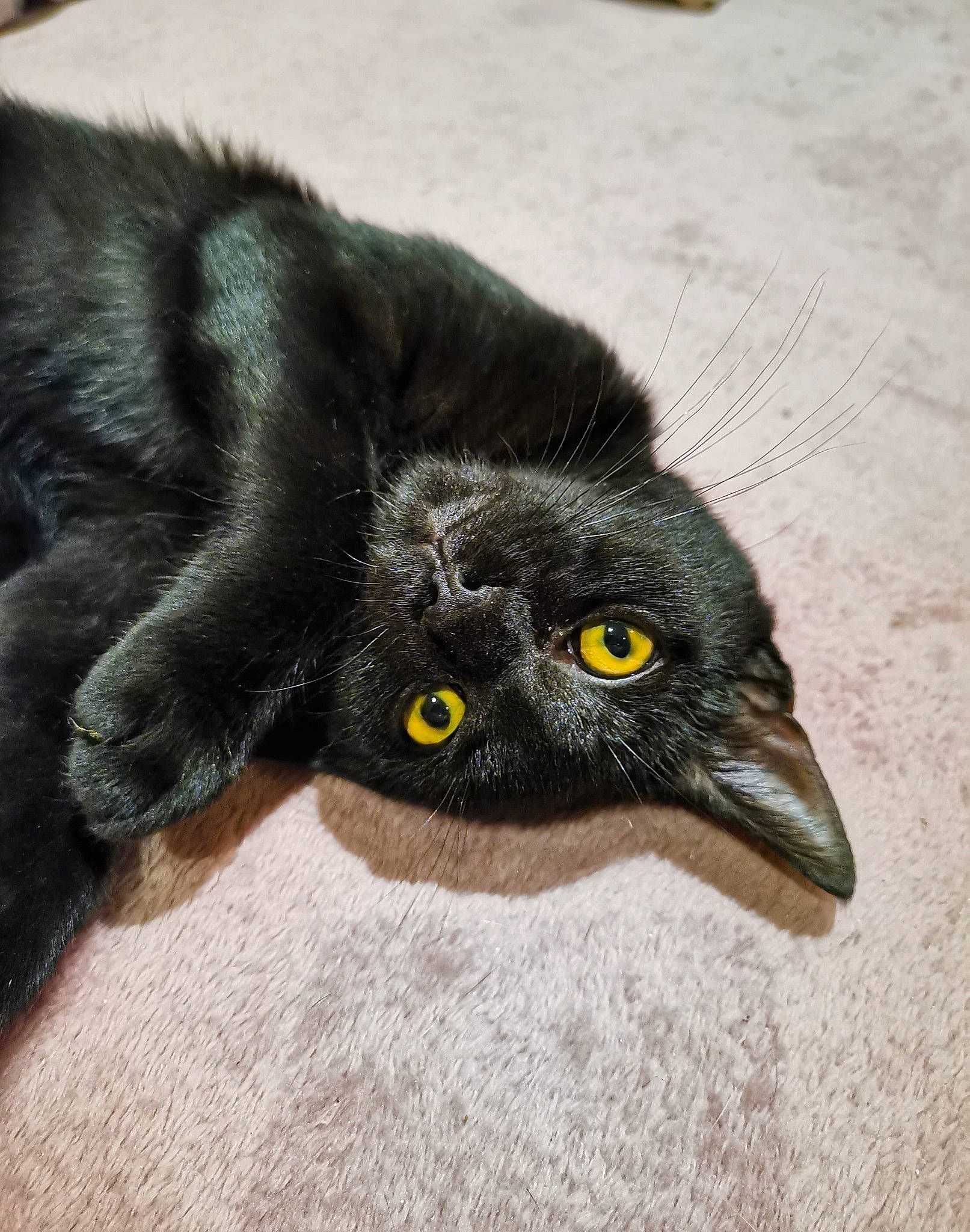 Choupy participe au concours pour gagner de l'argent avec cette photo : black, black_cat, bombay, carnivore, cat, claw, domestic_long_haired_cat, eye, felidae, fur, persian, small_to_medium_sized_cats, snout, whiskers