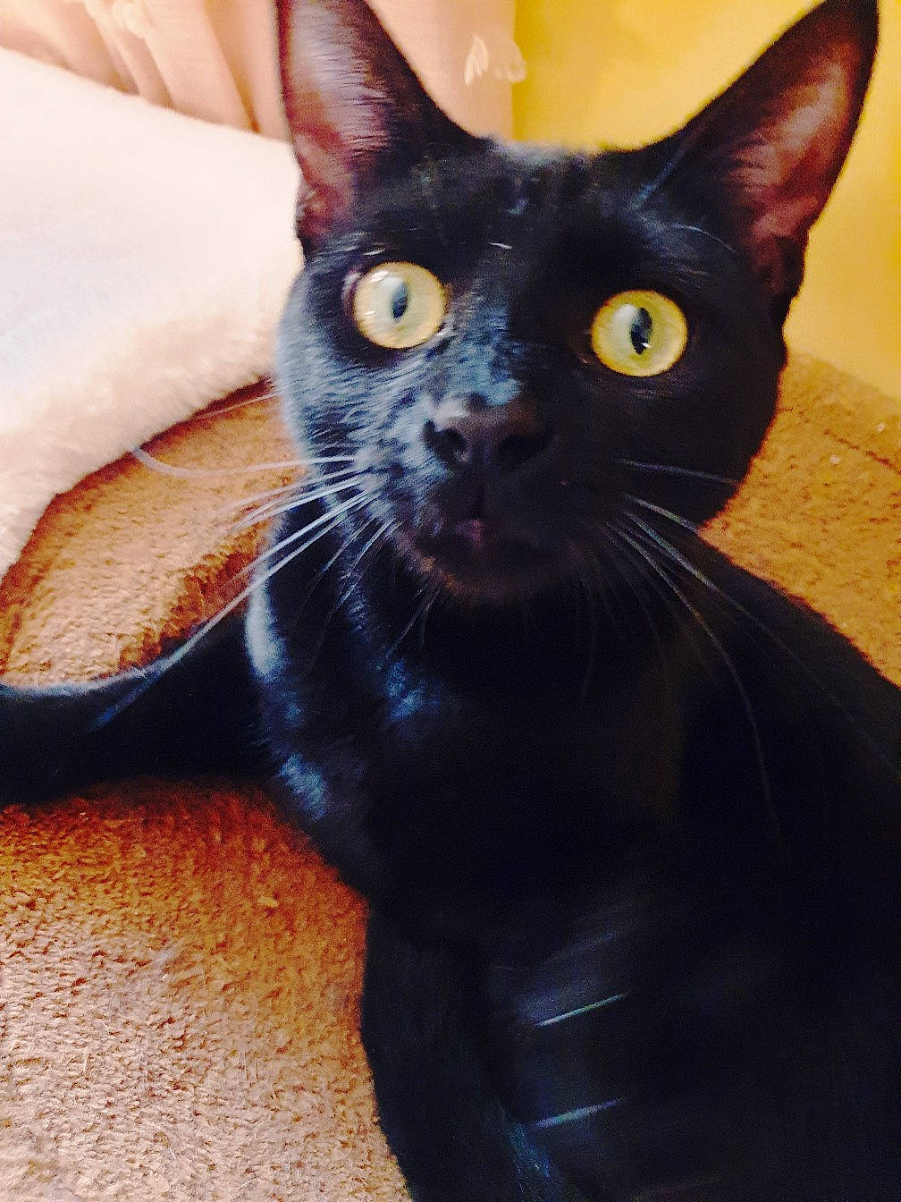 Choupy participe au concours pour gagner de l'argent avec cette photo : asian, black_cat, bombay, burmese, carnivore, cat, ear, eye, felidae, german_rex, havana_brown, javanese, mammal, oriental_longhair, oriental_shorthair, rex_cat, small_to_medium_sized_cats, snout, vertebrate, whiskers