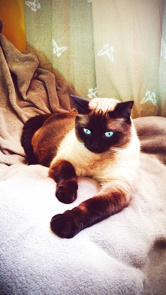 Kiwi a rejoint le concours — aidez-le/la à gagner de superbes lots ! balinese, birman, carnivore, cat, ear, eye, fawn, felidae, fur, himalayan, kitten, mammal, ragdoll, siamese, small_to_medium_sized_cats, snowshoe, tail, thai, tonkinese, whiskers