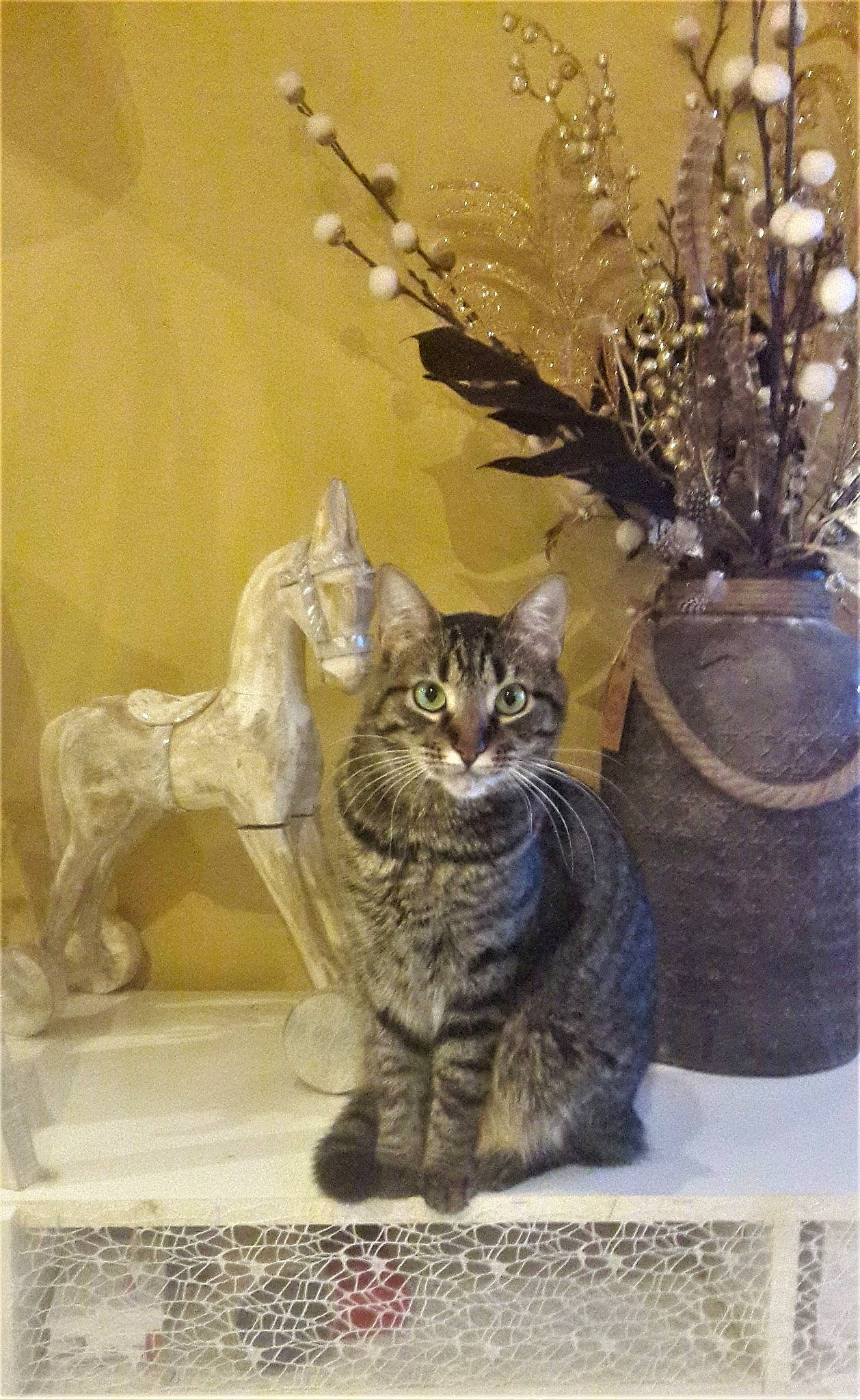 Nina participe au concours pour gagner de l'argent avec cette photo : american_shorthair, asian, carnivore, cat, domestic_short_haired_cat, dragon_li, european_shorthair, felidae, flower, kitten, maine_coon, norwegian_forest_cat, plant, polydactyl_cat, small_to_medium_sized_cats, tabby_cat, tail, whiskers, wild_cat