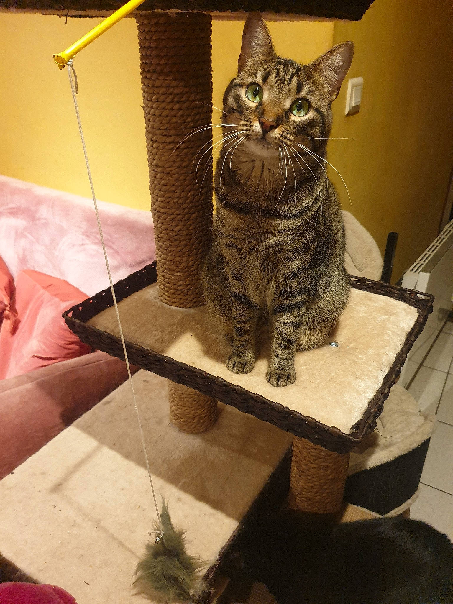 Nina a rejoint le concours — aidez-le/la à gagner de superbes lots ! american_shorthair, asian, california_spangled, carnivore, cat, domestic_short_haired_cat, dragon_li, egyptian_mau, european_shorthair, felidae, fur, kitten, ocicat, small_to_medium_sized_cats, tabby_cat, table, whiskers