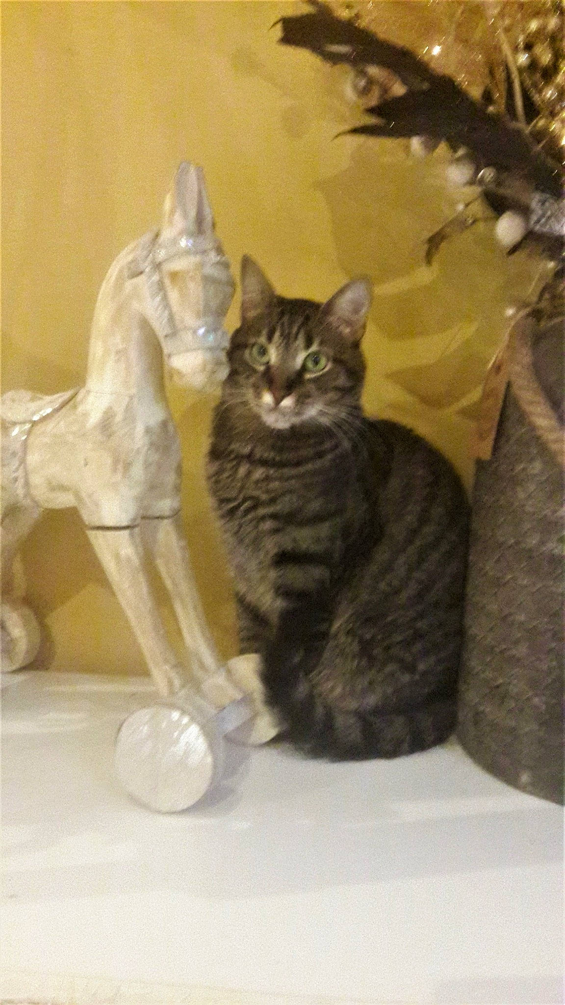 Nina participe au concours pour gagner de l'argent avec cette photo : american_shorthair, asian, carnivore, cat, domestic_short_haired_cat, dragon_li, european_shorthair, felidae, german_rex, kitten, mammal, norwegian_forest_cat, polydactyl_cat, small_to_medium_sized_cats, tabby_cat, tail, whiskers