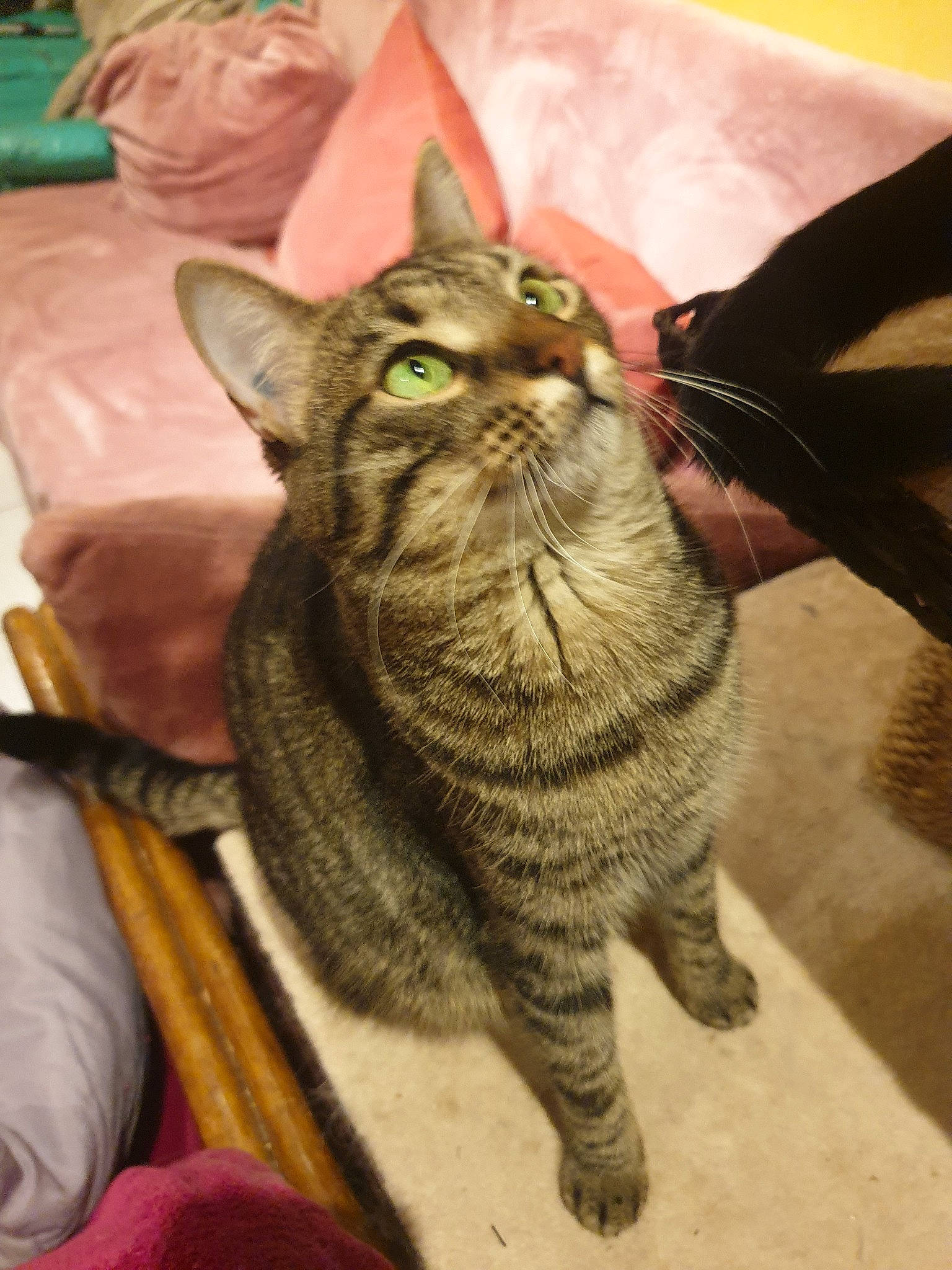 Nina participe au concours pour gagner de l'argent avec cette photo : american_shorthair, asian, australian_mist, california_spangled, carnivore, cat, chausie, domestic_short_haired_cat, dragon_li, european_shorthair, fawn, felidae, german_rex, kitten, mammal, pixie_bob, small_to_medium_sized_cats, tabby_cat, vertebrate, whiskers