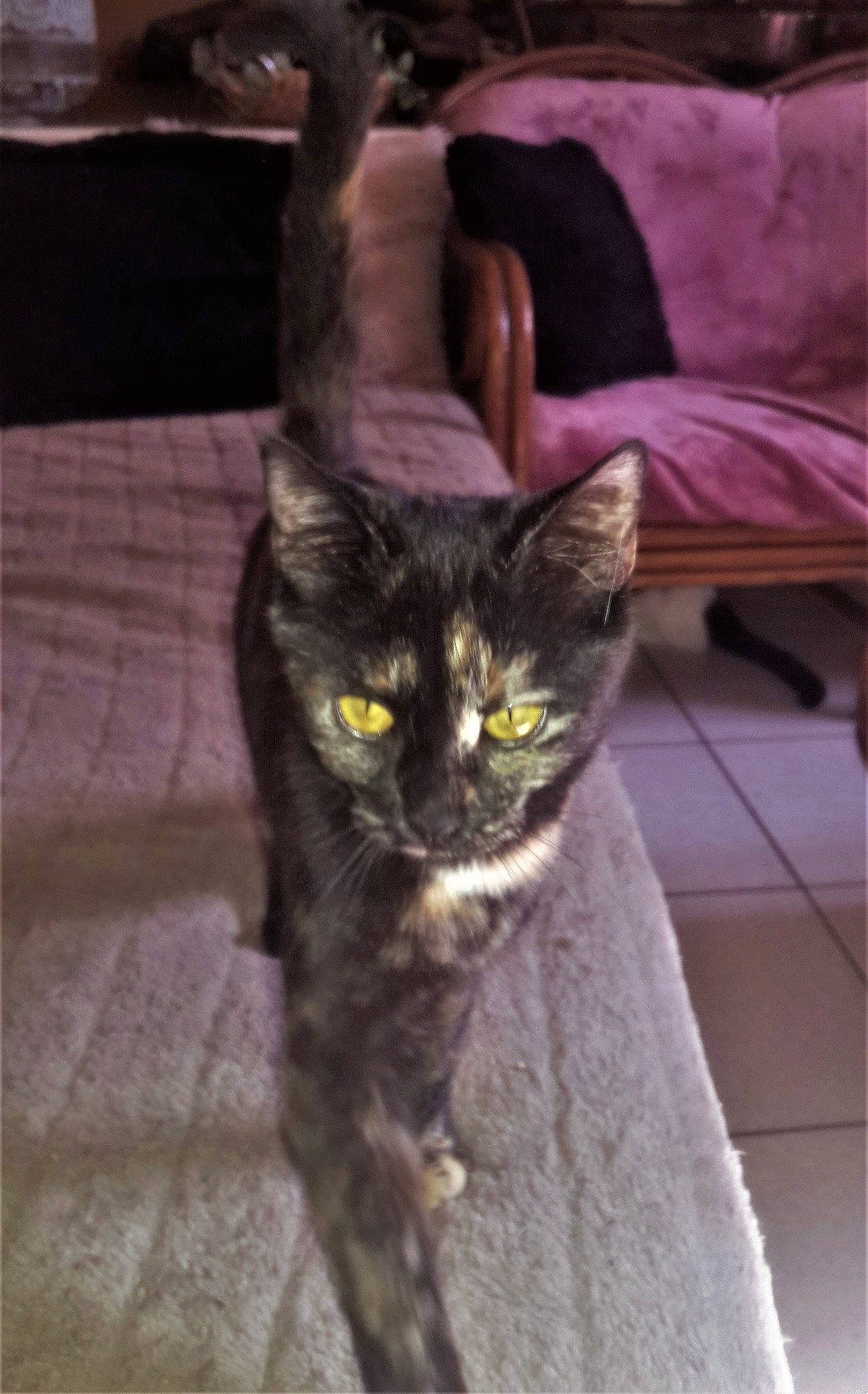 Clochette participe au concours pour gagner de l'argent avec cette photo : american_shorthair, asian, carnivore, cat, domestic_short_haired_cat, dragon_li, european_shorthair, felidae, fur, kitten, maine_coon, mammal, polydactyl_cat, small_to_medium_sized_cats, tabby_cat, tail, whiskers