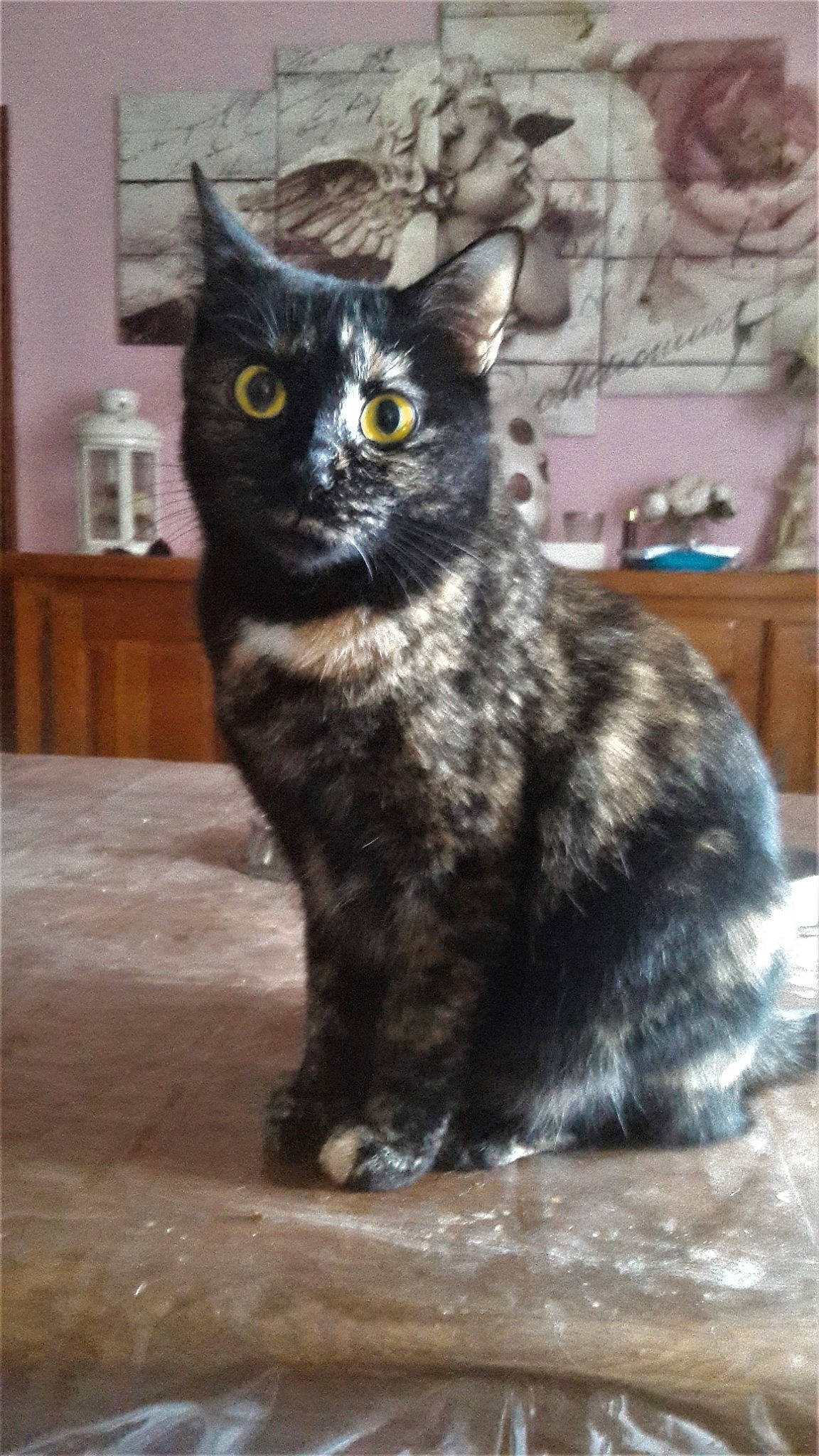 Clochette participe au concours pour gagner de l'argent avec cette photo : asian, asian_semi_longhair, black_cat, bombay, british_semi_longhair, carnivore, cat, cymric, domestic_long_haired_cat, domestic_short_haired_cat, european_shorthair, felidae, german_rex, maine_coon, mammal, norwegian_forest_cat, small_to_medium_sized_cats, snout, vertebrate, whiskers