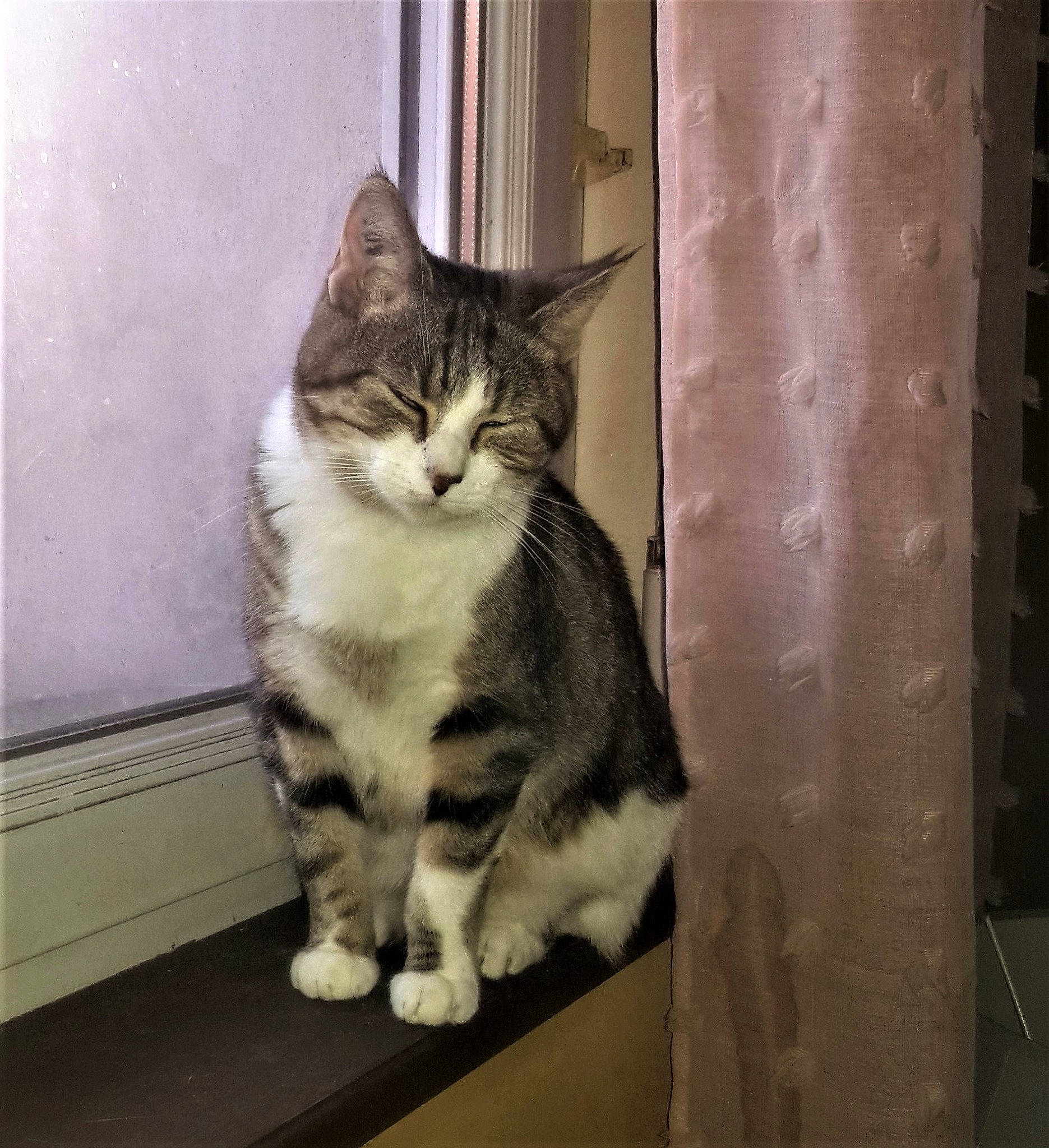 Ondine a rejoint le concours — aidez-le/la à gagner de superbes lots ! aegean_cat, american_shorthair, american_wirehair, asian, carnivore, cat, domestic_short_haired_cat, dragon_li, european_shorthair, eye, felidae, fur, kitten, mammal, ojos_azules, polydactyl_cat, small_to_medium_sized_cats, snout, tabby_cat, whiskers