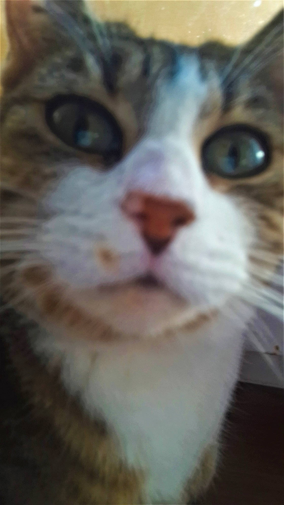 Ondine a rejoint le concours — aidez-le/la à gagner de superbes lots ! aegean_cat, american_wirehair, asian, carnivore, cat, close_up, domestic_short_haired_cat, european_shorthair, eye, face, felidae, fur, mammal, munchkin, nose, photography, small_to_medium_sized_cats, snout, tabby_cat, whiskers