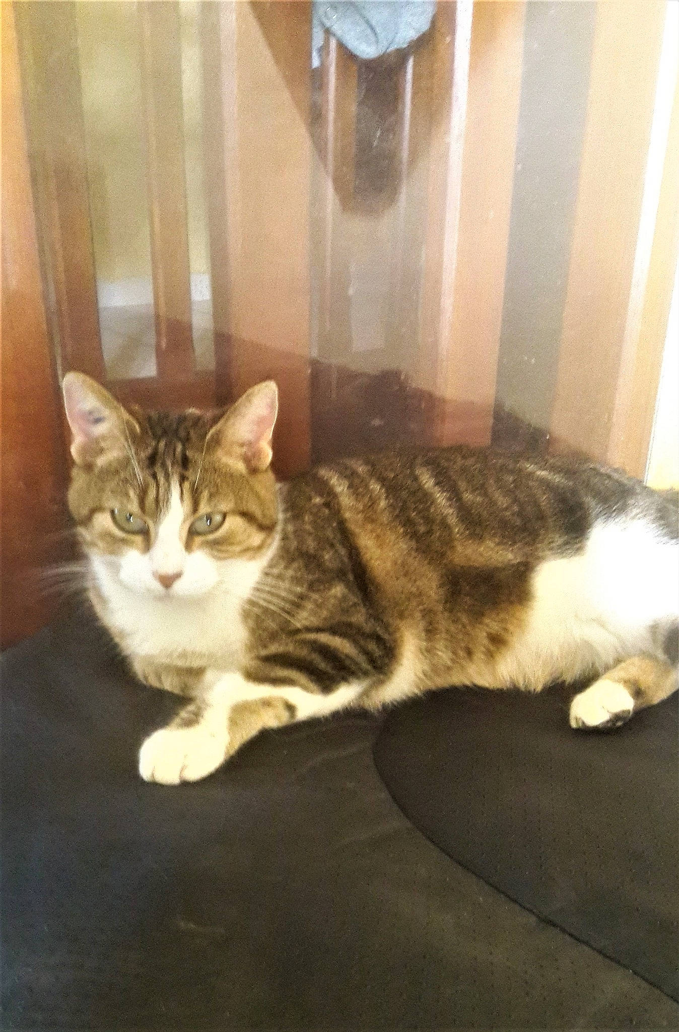 Ondine a rejoint le concours — aidez-le/la à gagner de superbes lots ! aegean_cat, american_shorthair, american_wirehair, asian, carnivore, cat, domestic_short_haired_cat, dragon_li, european_shorthair, fawn, felidae, kitten, mammal, polydactyl_cat, small_to_medium_sized_cats, tabby_cat, tail, whiskers