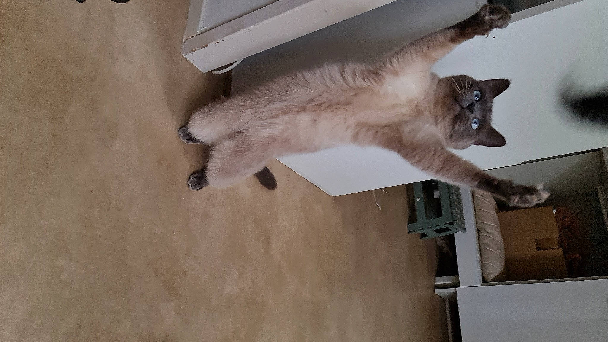 Pixelle participe au concours pour gagner de l'argent avec cette photo : balinese, carnivore, cat, domestic_short_haired_cat, fawn, felidae, flooring, fur, hardwood, paw, plaster, room, small_to_medium_sized_cats, snout, tail, whiskers, wood