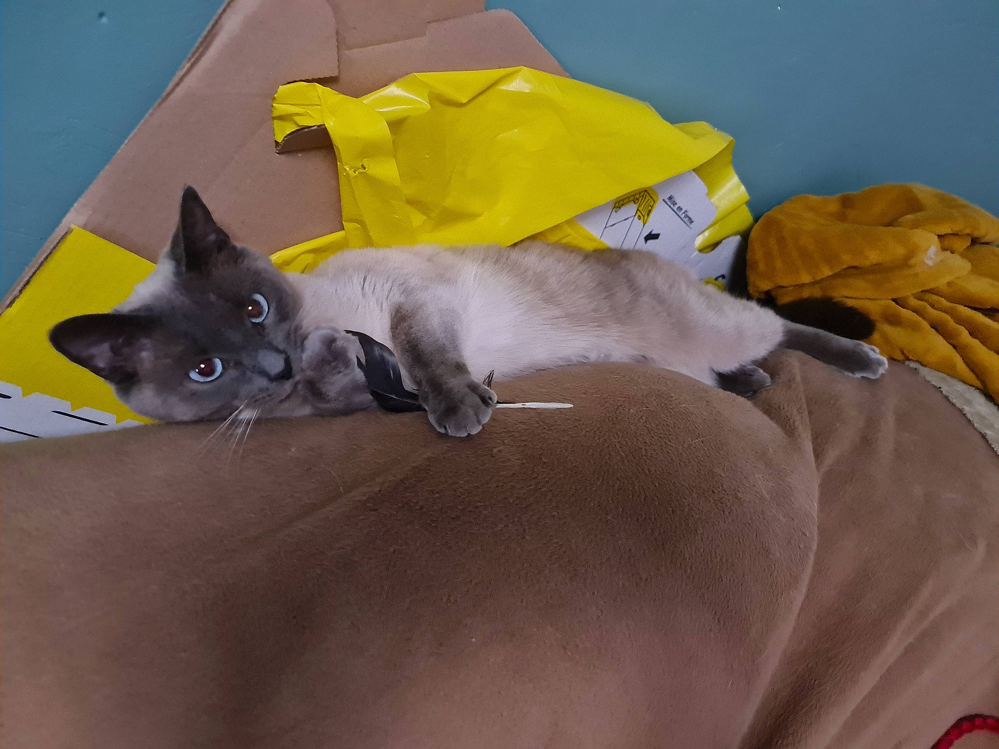 Pixelle a rejoint le concours — aidez-le/la à gagner de superbes lots ! carnivore, cat, comfort, domestic_short_haired_cat, fawn, felidae, grey, linens, russian_blue, small_to_medium_sized_cats, snout, tail, whiskers