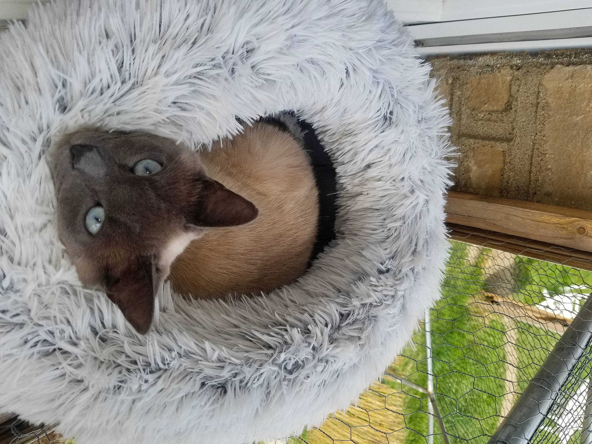 Pixelle a rejoint le concours — aidez-le/la à gagner de superbes lots ! art, carnivore, domestic_short_haired_cat, fang, fawn, feather, felidae, fur, grass, natural_material, owl, plant, small_to_medium_sized_cats, snout, tail, terrestrial_animal, toy, whiskers, wildlife, wood