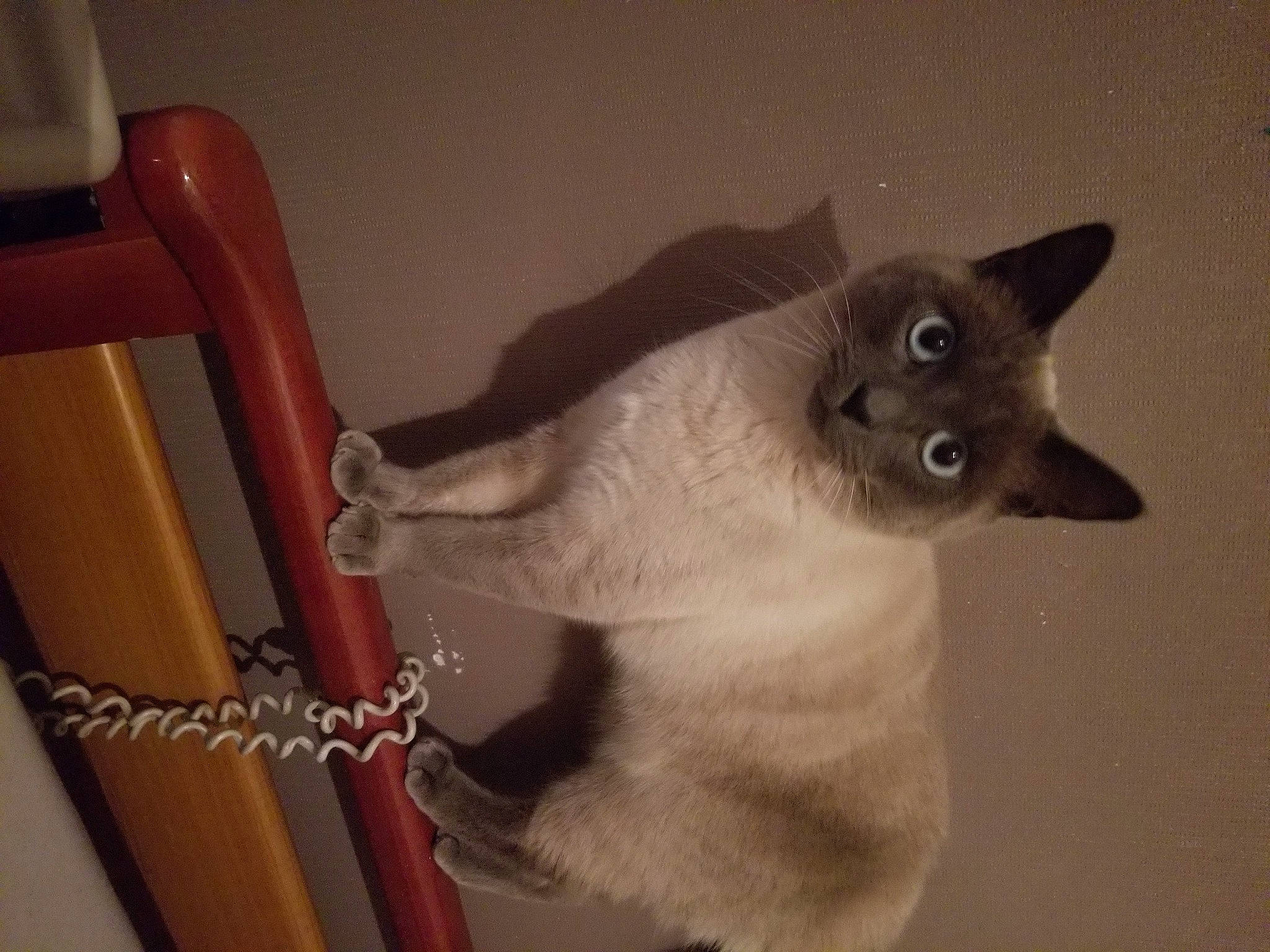 Pixelle participe au concours pour gagner de l'argent avec cette photo : balinese, canidae, carnivore, cat, chair, collar, dog_breed, domestic_short_haired_cat, fawn, felidae, fur, mammal, paw, siamese, small_to_medium_sized_cats, snout, tail, thai, tonkinese, whiskers