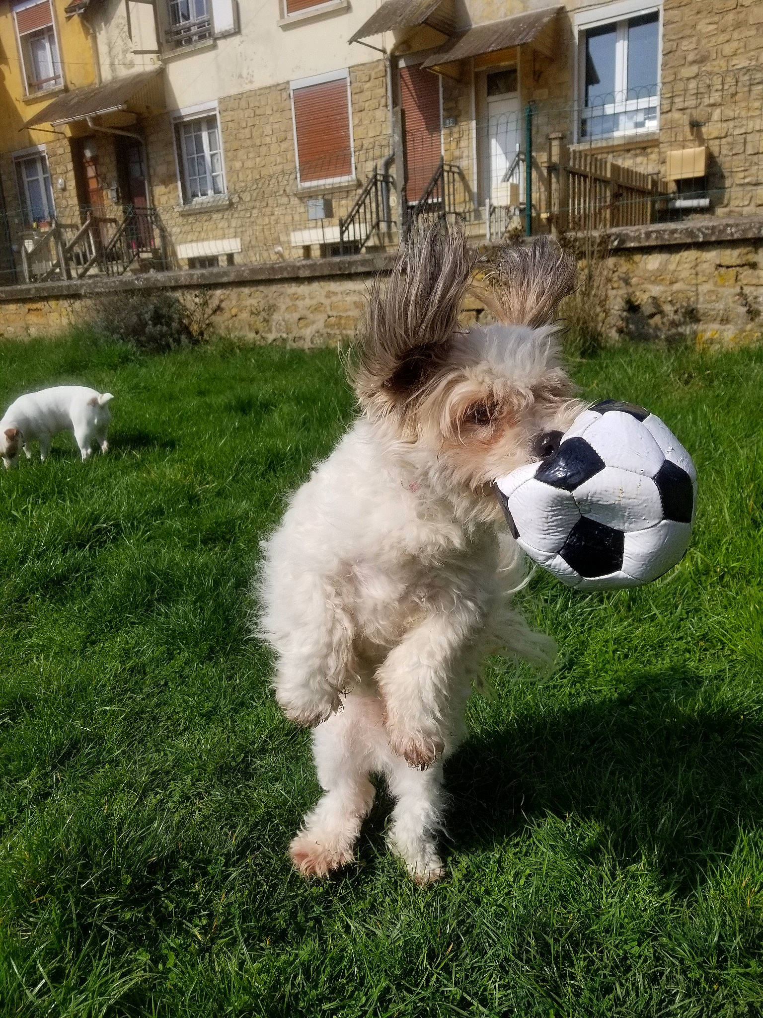 Bettowenn Junior a rejoint le concours — aidez-le/la à gagner de superbes lots ! ball, canidae, carnivore, companion_dog, dog, dog_breed, grand_basset_griffon_vendeen, grass, jack_russell_terrier, mammal, petit_basset_griffon_vendeen, sporting_group, sporting_lucas_terrier, terrier, vertebrate