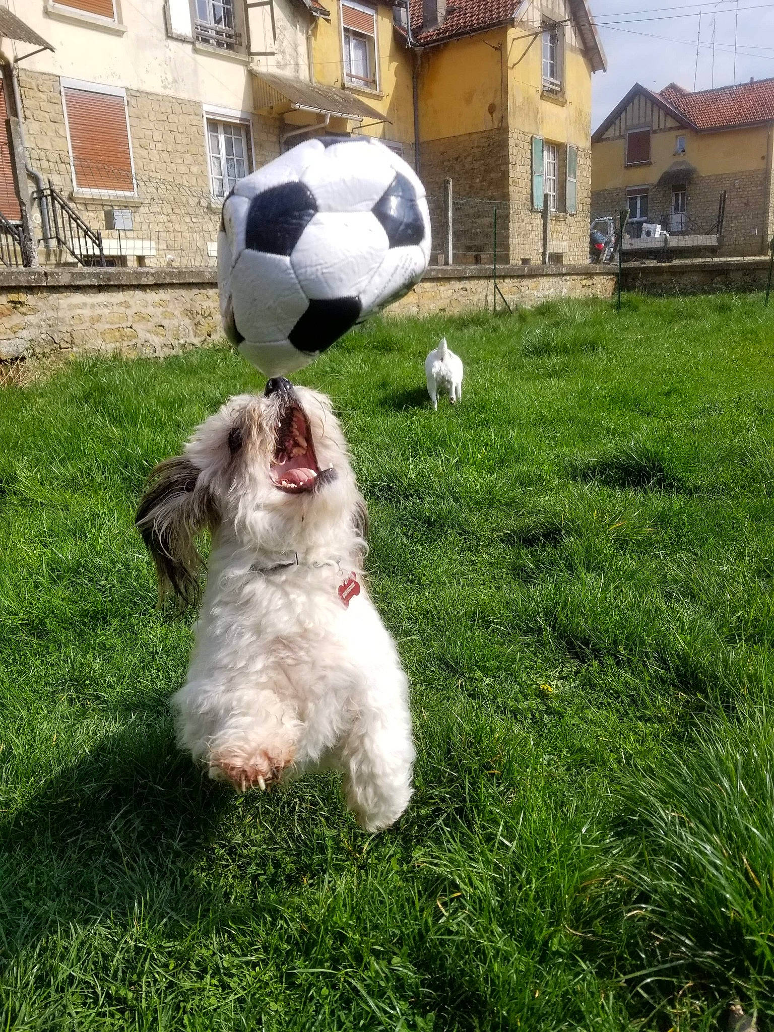 Bettowenn Junior a rejoint le concours — aidez-le/la à gagner de superbes lots ! ball, bichon_frise, bolognese, canidae, carnivore, cavachon, companion_dog, dog, dog_breed, grass, havanese, maltese, mammal, non_sporting_group, rare_breed_dog, shih_tzu, sporting_group, sporting_lucas_terrier, toy_dog, vertebrate