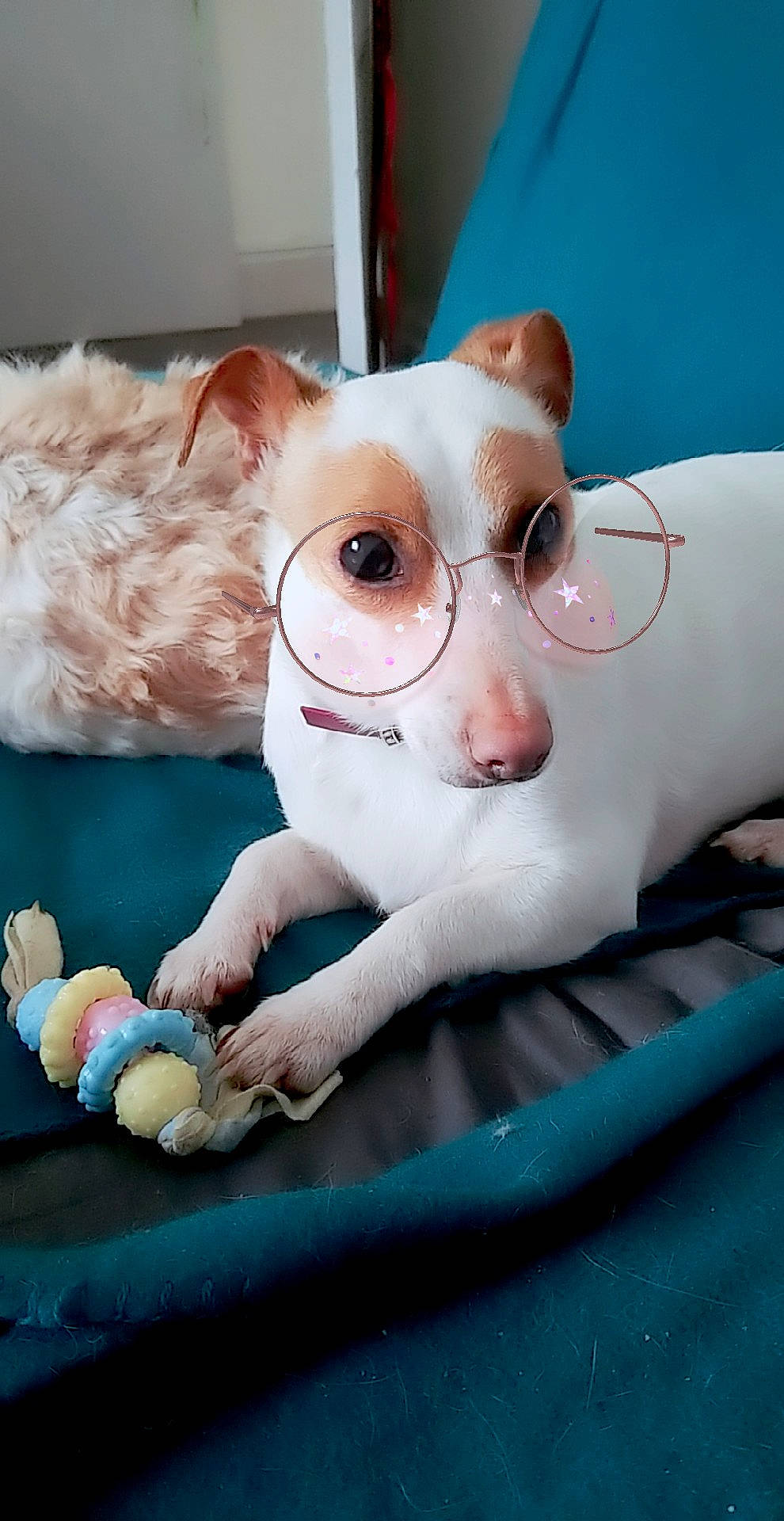 Yuki participe au concours pour gagner de l'argent avec cette photo : canidae, carnivore, cat, companion_dog, dog, dog_breed, fawn, jack_russell_terrier, mammal, parson_russell_terrier, puppy, russell_terrier, whiskers