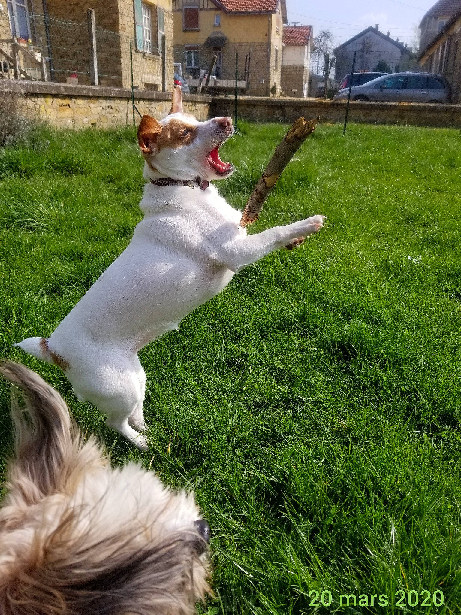 Yuki participe au concours pour gagner de l'argent avec cette photo : american_staffordshire_terrier, canidae, carnivore, companion_dog, dog, dog_breed, dogo_guatemalteco, fawn, grass, jack_russell_terrier, mammal, russell_terrier, sporting_group, tail, terrier, vertebrate