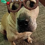 Teddy is registered to the contest to win money with this photo: adorable, animal, antlers, brown_dog, carpet, christmas, close_up, cute, decorative_glasses, dog, expression, festive, floor, holiday_accessory, holly, indoor, pet, portrait, reindeer_glasses, sitting