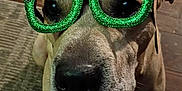 Teddy joined the competition — help win amazing prizes! animal, carpet, christmas, close_up, costume, cute, decorative, dog, eyes, face, festive, floor, funny, glasses, green, holiday, indoor, nose, paws, pet