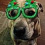 animal, carpet, christmas, close_up, costume, cute, decorative, dog, eyes, face, festive, floor, funny, glasses, green, holiday, indoor, nose, paws, pet