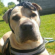 Teddy joined the competition — help win amazing prizes! animal, bandana, building, canine, closeup, daytime, dog, ears, grass, greenery, harness, leash, muzzle, nature, outdoor, pet, portrait, resting, summer, sunlight