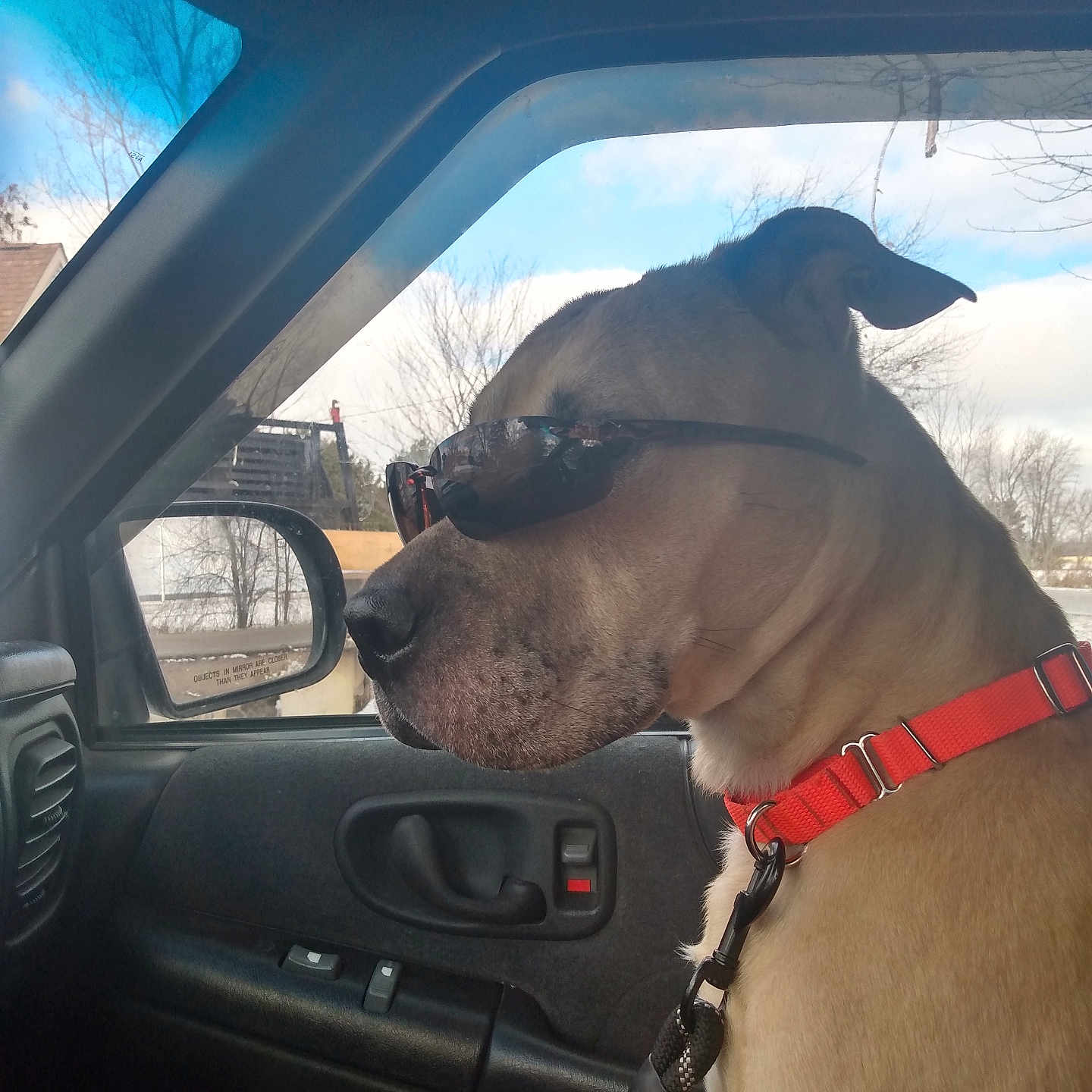 Teddy joined the competition — help win amazing prizes! animal, calm, canine, car_interior, daytime, dog, dog_collar, door, leash, pet, profile, reflection, restraint, seat, side_mirror, sky, sunglasses, travel, trees, window