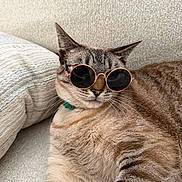 Nala joined the competition — help win amazing prizes! cat, sunglasses, pet, animal, feline, indoor, couch, relaxed, cool, cute, whiskers, striped, fur, collar, closeup, portrait, resting, domestic, mammal, cozy