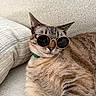 animal, cat, closeup, collar, cool, couch, cozy, cute, domestic, feline, fur, indoor, mammal, pet, portrait, relaxed, resting, striped, sunglasses, whiskers