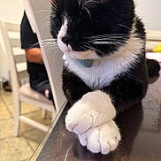 Guido joined the competition — help win amazing prizes! cat, black_and_white, whiskers, paws, table, indoor, chair, person, furniture, relaxed, pet, domestic_animal, close_up, resting, fur, collar, home, blurred_background, seated, calm