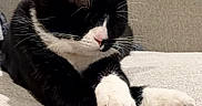 Guido is registered to the contest to win money with this photo: cat, black_and_white_cat, pet, lounging, sleeping, couch, furniture, indoor, home, cozy, relaxed, whiskers, paw, face, animal, mammal, fur, resting, cute, domestic_cat