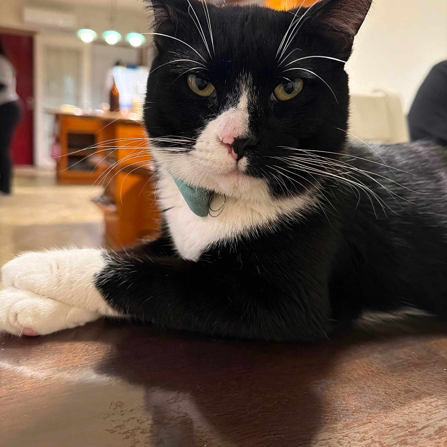 Guido is registered to the contest to win money with this photo: cat, black_and_white, whiskers, paws, indoor, home, furniture, table, collar, pet, animal, close_up, relaxed, domestic_cat, fur, portrait, looking_at_camera, yellow_eyes, wooden_surface, living_room