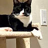 Guido is registered to the contest to win money with this photo: cat, tuxedo_cat, pet, indoor, cat_tree, carpeted, paw, black_and_white, feline, resting, looking, light_switch, wall, animal, cute, domestic, fur, whiskers, ears, relaxed