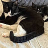 Guido is registered to the contest to win money with this photo: cat, tuxedo_cat, animal, pet, sleeping, bed, blanket, fur, whiskers, tail, cozy, resting, indoor, closeup, black_and_white, cute, feline, domestic_animal, relaxing, two_cats