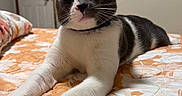 Chucky joined the competition — help win amazing prizes! cat, tuxedo_cat, pet, indoor, bed, bedspread, orange, white, stretching, feline, animal, domestic, relaxed, curious, whiskers, ears, paws, collar, sleepy, cozy