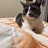 Chucky is registered to the contest to win money with this photo: cat, gray_and_white, bed, indoor, relaxed, animal, pet, feline, whiskers, ears, fur, domestic_cat, closeup, sleepy, resting, comfort, home, orange_bedspread, white_paws, blurred_foreground