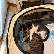 Chucky joined the competition — help win amazing prizes! cat, two_cats, sleeping, snuggling, pet_playpen, tabby_cat, black_and_white_cat, indoor, floor, tile_floor, furniture, drawer, home, cozy, nap, cute, animal, pet, resting, companion