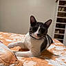 Chucky joined the competition — help win amazing prizes! cat, gray_and_white, bed, orange_bedspread, floral_pattern, indoor, feline, pet, relaxed, lying_down, whiskers, ears, curious, domestic_animal, collar, furniture, shelf, home, cozy, animal