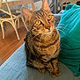 cat, tabby_cat, pet, indoor, furniture, couch, curious, green_eyes, whiskers, ears, wooden_floor, table, chair, window, natural_light, domestic_animal, home_interior, seated, cozy, living_room