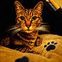 cat, tabby_cat, close_up, portrait, animal, pet, whiskers, eyes, feline, cozy, blanket, paw_print, indoor, resting, fur, curious, yellow_eyes, soft_lighting, dark_background, cute