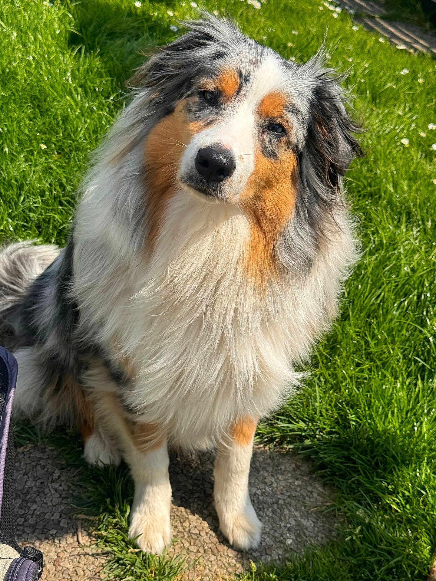Urbane a rejoint le concours — aidez-le/la à gagner de superbes lots ! animal, australian_shepherd, canine, companion, curious, daylight, dog, fluffy, friendly, fur, grass, greenery, head_tilt, mammal, nature, outdoor, pet, portrait, sitting, sunlight