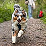 Urbane participe au concours pour gagner de l'argent avec cette photo : active, animal, australian_shepherd, blurry_background, canine, daylight, dog, energetic, forest, fur, greenery, happy, motion, nature, outdoor, pet, playful, running, trail, walking_path