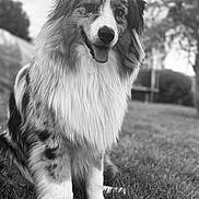 Urbane participe au concours pour gagner de l'argent avec cette photo : animal, black_and_white, blurred_background, canine, closeup, companion, cute, dog, fluffy, friendly, fur, grass, happy, mammal, nature, outdoor, pet, portrait, sitting, tongue