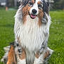 Urbane a rejoint le concours — aidez-le/la à gagner de superbes lots ! animal, australian_shepherd, canine, dog, ears, eyes, fluffy, friendly, fur, grass, happy, mammal, nature, nose, outdoor, pet, portrait, sitting, smiling, tongue