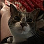 Lex is registered to the contest to win money with this photo: animal, blanket, cat, close_up, comfort, cozy, cute, domestic, ears, face, feline, fur, home, indoor, lap, person, pet, relaxation, resting, whiskers