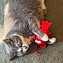 Lex joined the competition — help win amazing prizes! animal, carpet, cat, clawing, cute, domestic_cat, ears, feline, gray_cat, indoor, lying_down, pet, playful, plush_toy, red_toy, relaxed, sleepy, soft_toy, whiskers, white_paws