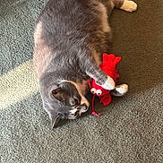 Lex is registered to the contest to win money with this photo: animal, carpet, cat, claws, cute, domestic_cat, feline, fur, gray_cat, indoor, laying_down, pet, playful, plush_toy, red_toy, relaxed, sunlight, toy, whiskers, white_paws