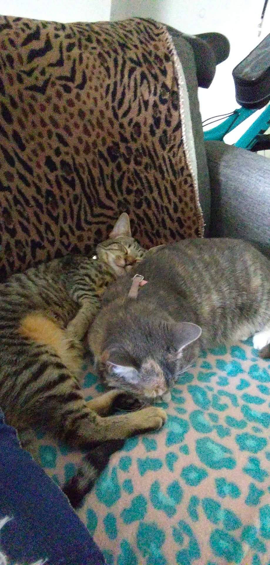 Harley Quinn Sweethart is registered to the contest to win money with this photo: carnivore, cat, cat_bed, cat_supply, claw, comfort, domestic_short_haired_cat, felidae, fur, nap, small_to_medium_sized_cats, terrestrial_animal, whiskers