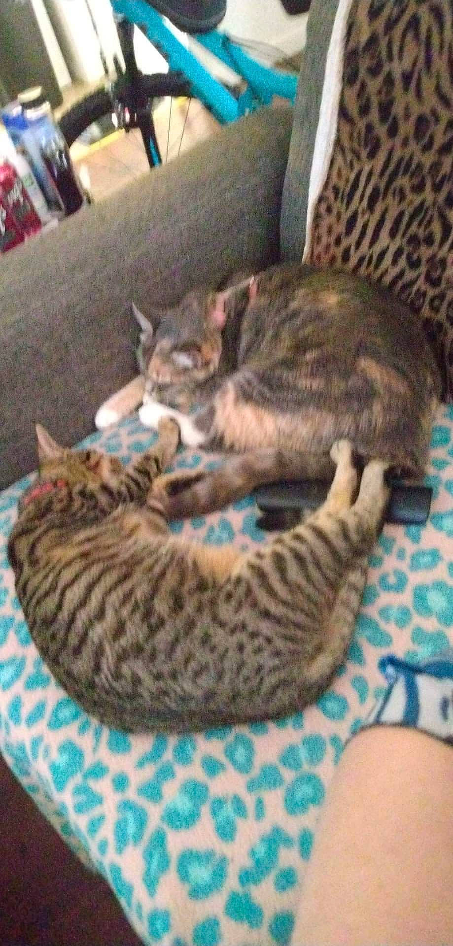 Harley Quinn Sweethart is registered to the contest to win money with this photo: carnivore, cat, cat_bed, cat_supply, claw, comfort, couch, domestic_short_haired_cat, felidae, fur, mammal, nap, room, small_to_medium_sized_cats, tail, terrestrial_animal, vertebrate, whiskers