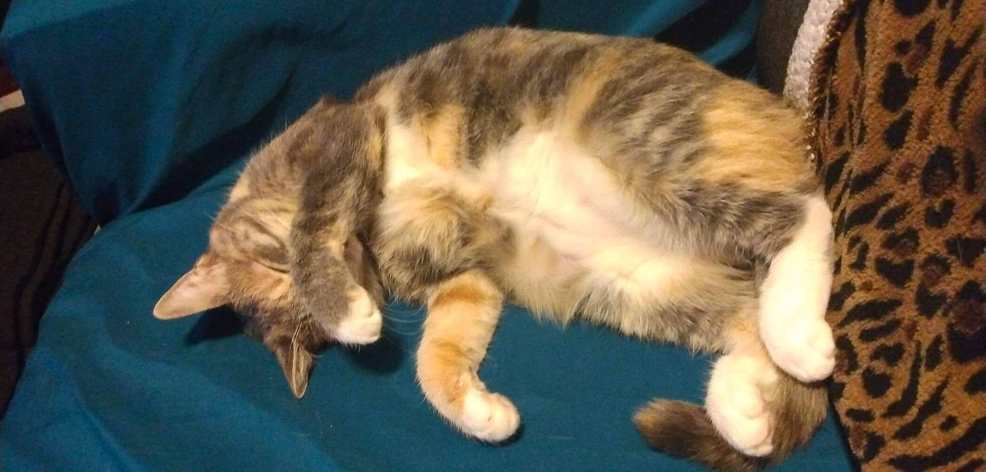 Harley Quinn Sweethart joined the competition — help win amazing prizes! carnivore, cat, claw, comfort, domestic_short_haired_cat, felidae, fur, nap, paw, sleep, small_to_medium_sized_cats, snout, tail, terrestrial_animal, whiskers