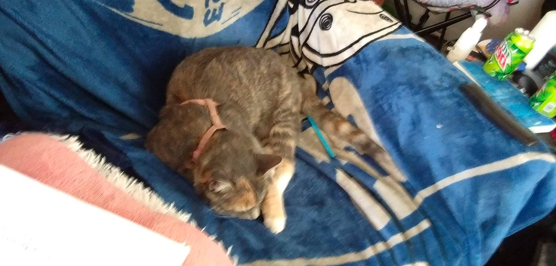 Harley Quinn Sweethart is registered to the contest to win money with this photo: canidae, carnivore, cat, comfort, companion_dog, dog_breed, domestic_short_haired_cat, electric_blue, fawn, felidae, fur, liver, small_to_medium_sized_cats, sporting_group, tail, terrestrial_animal, whiskers, wood