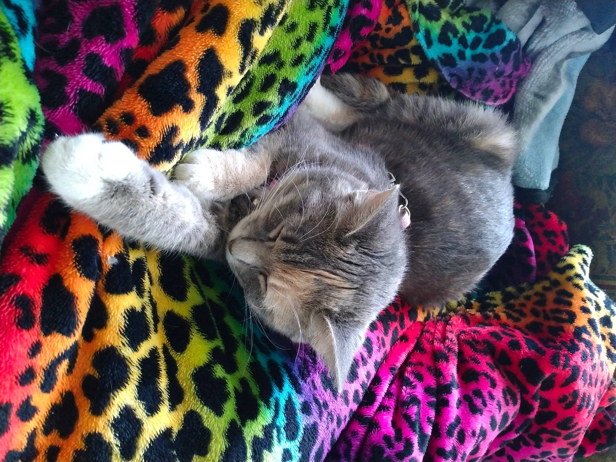 Harley Quinn Sweethart is registered to the contest to win money with this photo: art, carnivore, cat, comfort, domestic_short_haired_cat, electric_blue, fawn, felidae, fur, grey, linens, magenta, pattern, plant, small_to_medium_sized_cats, tail, textile, whiskers, wool, woven_fabric